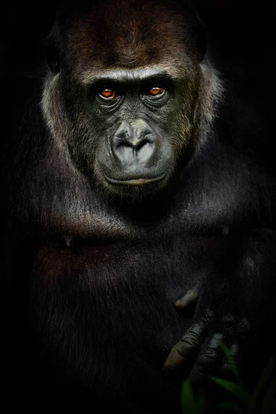 Dunkles Poster weiblicher Gorilla — Stockfoto