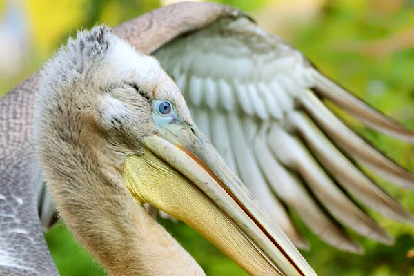 Pelikan mit Flügel — Stockfoto