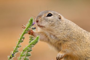 Cute European ground squirrel, suslik (Spermophilus citellus)	