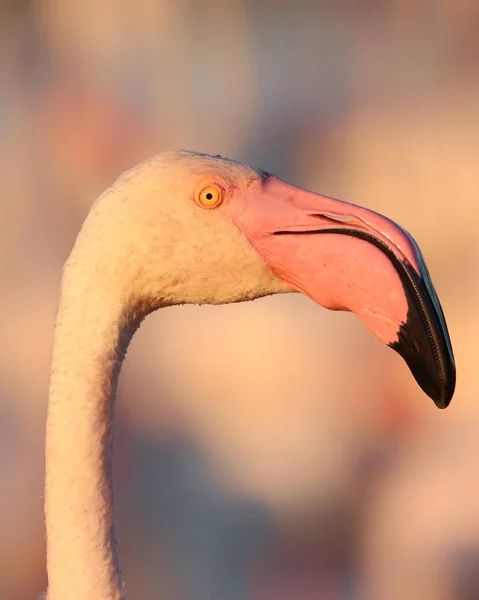 Flamingo in golden hour — Stock Photo, Image