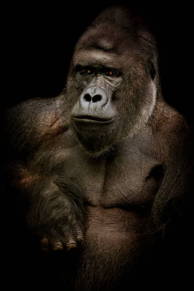 Mannelijke gorilla in het zwart — Stockfoto