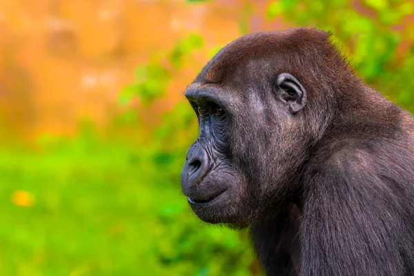 Vrouwelijke gorilla in de dierentuin — Stockfoto