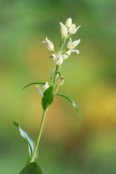 Una Simple Flor Naturaleza Postal Simple Primavera — Foto de Stock