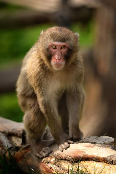 Pequeño Macaco Mono Popular Parque —  Fotos de Stock