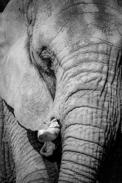 Black and white portrait elephant. Detail of elephant. Poster african elephant