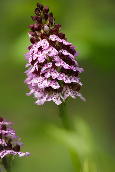 Schöne Orchideenblume Garten Orchideengarten Orchideenhintergrund Bunte Orchidee Orchidee Der Natur — Stockfoto