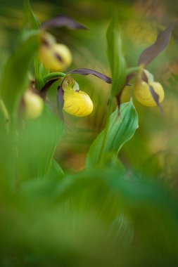 Cypripedium kalseolus güzel sarı çiçek. Sembol ilkbahar zamanı. Doğanın ayrıntıları. Vahşi doğada orkide. Vahşi doğada özel bir çiçek.