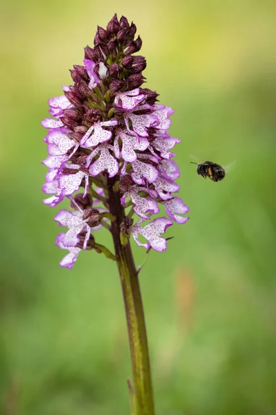 Piękny Kwiat Storczyka Owadem Tło Orchidei Kolorowa Orchidea Orchidea Naturze — Zdjęcie stockowe