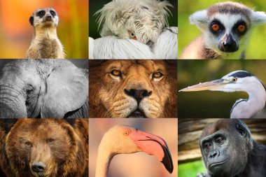 Hayvan portreleri kolajı. Aslan, fil, maymun, ayı, flamingo, goril, pelikan, lemur ve mirket..