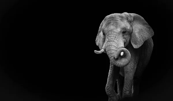 黒と白の肖像画アフリカゾウ モノクロームの象をデザイン ウェブサイトの提案 — ストック写真