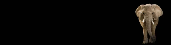 Siyah arka planda duvar kâğıdı Afrika fili. Açık kulaklı Afrika fili.