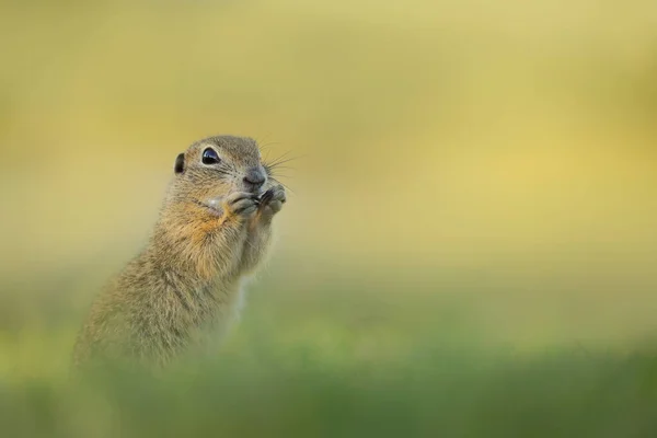Portrait Ground Squirrel Wild Nature Little Funny Rodent Detail Nature — Stock Photo, Image