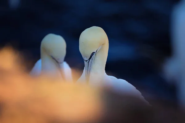 Gannet Settentrionale Nella Natura Selvaggia Famoso Uccello Bianco Nella Natura — Foto Stock
