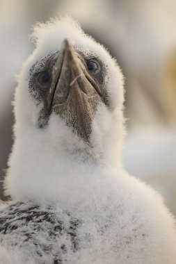 Almanya 'da yuva yapan kuzey kırlangıçlarından oluşan bir koloninin fotoğrafı. Deniz kuşu. Vahşi hayattaki hayvanlar. Bir bebeğin portresi Kuzey yakası