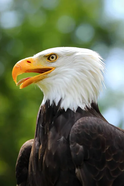 Портрет Знаменитого Американского Орла Известная Птица — стоковое фото