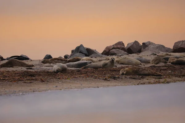 Resting seals on the shore at sunrise in the wild. Animal in wild nature.