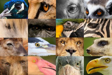 Hayvan portreleri kolajı, çita, fil, lemur, at, goril, macaw, zebra, oğlak, balıkçıl, aslan, mirket, ayı, flamingo, kayık kuyruğu, kartal,