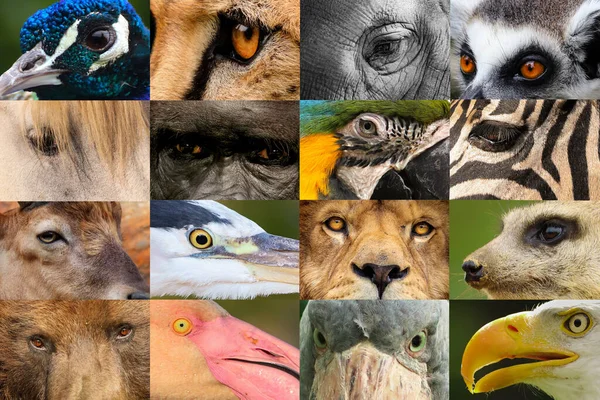 Hayvan portreleri kolajı, çita, fil, lemur, at, goril, macaw, zebra, oğlak, balıkçıl, aslan, mirket, ayı, flamingo, kayık kuyruğu, kartal,