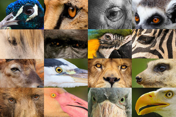 Collage of animal portraits-peacock, cheetah, elephant, lemur, horse, gorilla, macaw, zebra, capricorn, heron, lion, meerkat, bear, flamingo, eagle, boattail