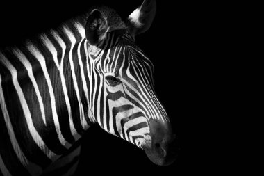 Web sitesi için profesyonel hayvan zebra tasarımı. Siyah ve beyaz zebra. Tek renkli, popüler hayvan portresi.