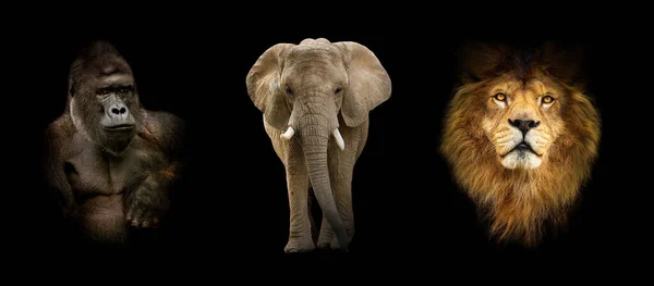 Group of animals: elephant, gorilla, lion. Popular kings of africa. Banner for print or website.