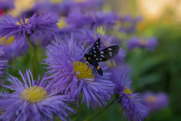 Natura Kwiaty Kwiaty Motyl Rumianek Wiosna Niebieski Rumianek Ogród — Zdjęcie stockowe