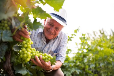 Üst düzey şarap yapımcısı kontrol kaliteli üzüm