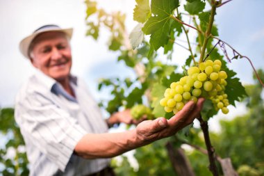 Üst düzey şarap yapımcısı kontrol kaliteli üzüm