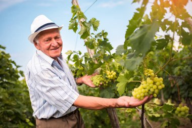 Üst düzey şarap yapımcısı kontrol kaliteli üzüm