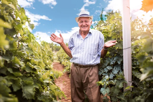 Starszy Producent Wina Sprawdzanie Jakości Winogron — Zdjęcie stockowe