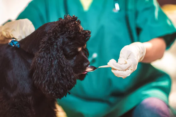 Dog during taking medicine from female vet