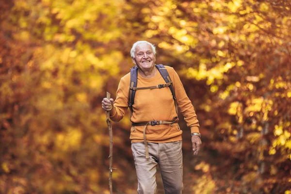 Senior man hiking in autumn forest. — Stock Photo, Image