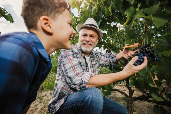 Mężczyzna Jego Syn Pracują Podwórku Zbierają Dojrzałe Winogrona Winorośli — Zdjęcie stockowe