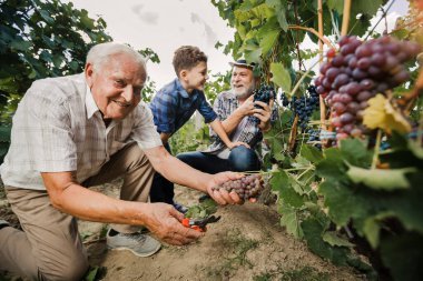 Mutlu son sınıf öğrencisi oğlu ve torunuyla üzüm topluyor.