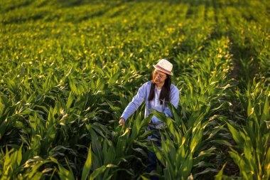 Taylandlı bir kadın çiftçi geniş bir mısır tarlasında dikilip bitki gelişimini kontrol ediyor. Sahne tarım, sürdürülebilir tarım ve kırsal yaşamı yansıtıyor.
