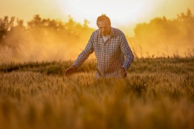 Yaşlı bir çiftçi gün batımında altın bir buğday tarlasında duruyor, ekin büyümesini kontrol ediyor, tarım, kırsal yaşam ve sürdürülebilir tarım uygulamalarını ön plana çıkarıyor..