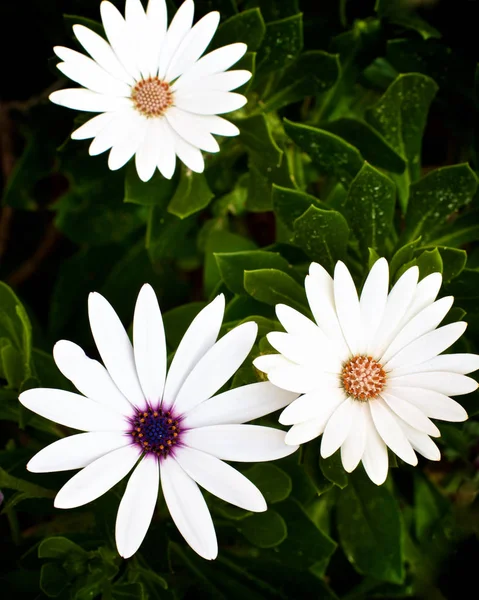 Big Beauty White Garden Daisy Flowers Blurred Flower Leafs Background — Stock Photo, Image