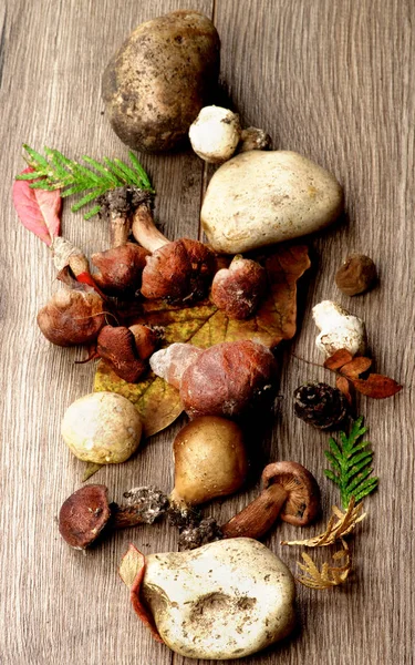 Arrangement Various Forest Mushrooms Leafs Dry Plants Stones Row Closeup — Stock Photo, Image