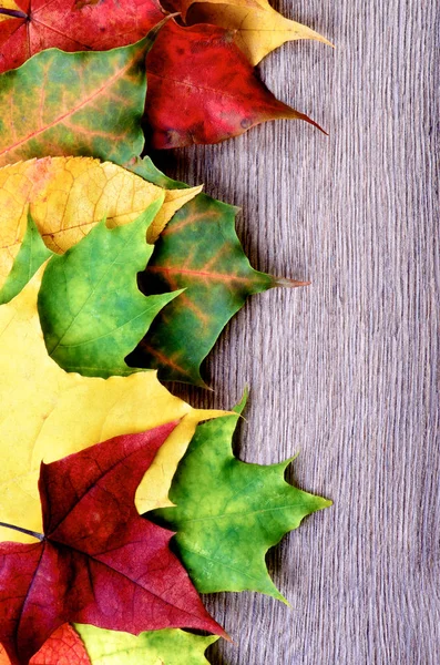 Vertikální Rám Různé Barevné Podzimní Bříza Javor Osika Olše Leafs — Stock fotografie