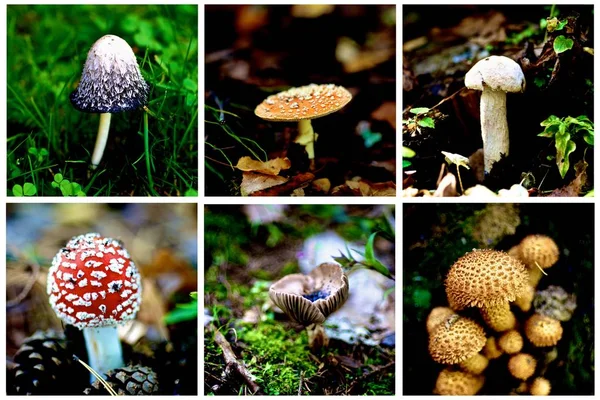 Collection of Poisonous Mushrooms with Coprinus Comatus, Toadstool, Amanita, Fly Mushroom, Spider Mushroom on Blurred Natural background Outdoors