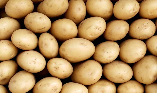 Bakgrund Perfekt Mogen Vit Potatis Närbild — Stockfoto