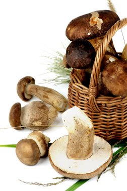 Taze aldım ham Boletus mantar çim ve beyaz arka plan üzerinde hasır sepet closeup kaynaklanıyor