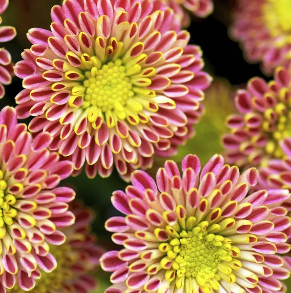 Hintergrund Aus Bunten Rosa Gelben Grünen Chrysanthemen Nahaufnahmen Freien Selektiver — Stockfoto