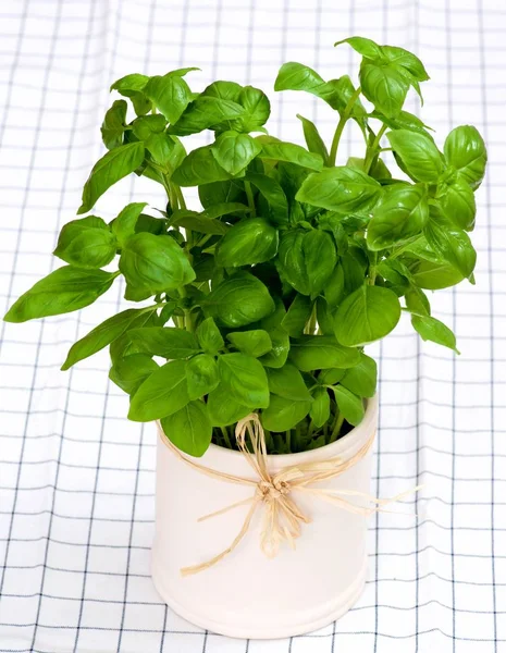 Bunch of Fresh Raw Green Basil in White Pot closeup on Checkered Napkin. Focus on Foreground