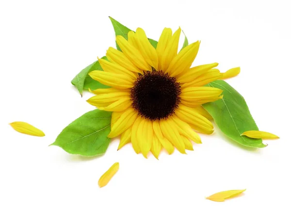 Arrangement Beautiful Sunflower Leafs Petals Closeup White Background — Stock Photo, Image