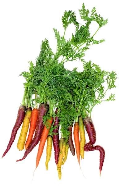 Arrangement Fresh Ripe Orange Yellow Purple Carrots Stems Isolated White — Stock Photo, Image