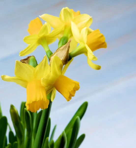 Five Wild Yellow Daffodils Closeup Blurred Blue Background Focus Foreground — Stock Photo, Image