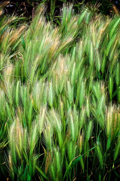 Contexte Des Plants Blé Jaune Vert Panachés Gros Plan Extérieur — Photo