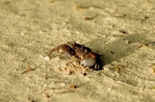 Funny Crawling Sandy Crab into Sand with Shadow of Sunset Outdoors. Focus on Animal Eyes