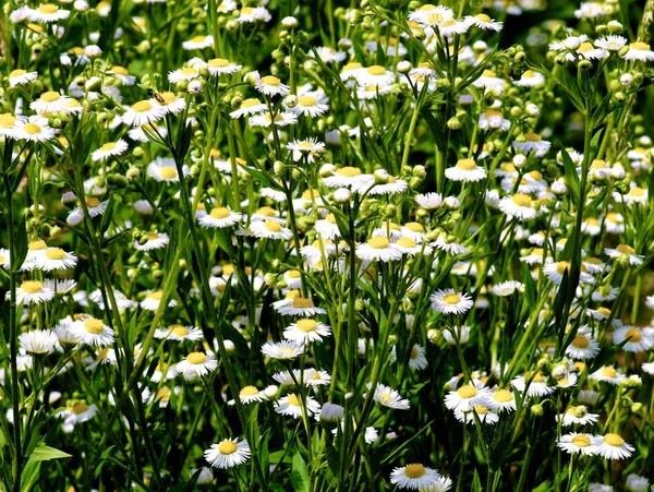 Voller Rahmen Der Schönheit Wilde Weiße Gänseblümchen Mit Blättern Und — Stockfoto